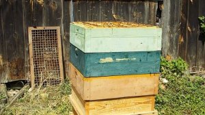 Обсушка  пчёлами полурамок в июне