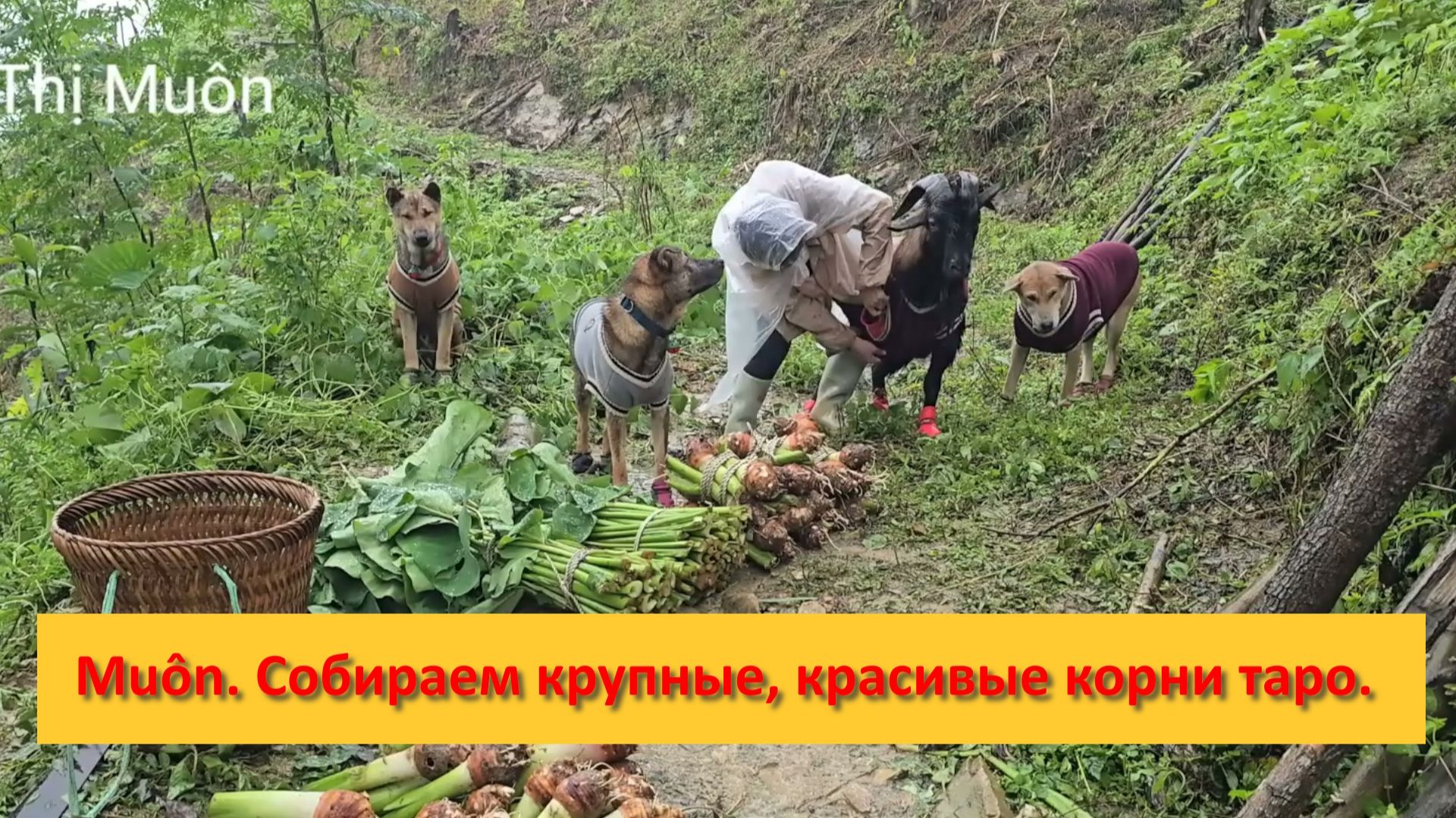 Muôn и друзья из Вьетнама. Собираем крупные, красивые корни таро на продажу. смотреть онлайн