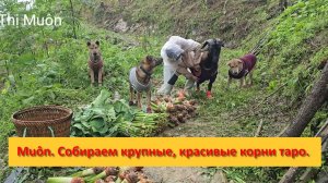 Muôn и друзья из Вьетнама. Собираем крупные, красивые корни таро на продажу.