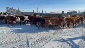 В продаже Бычки 80голов оптом
Ростовская область 
89273966658!!! Возраст 7...10 месяцев