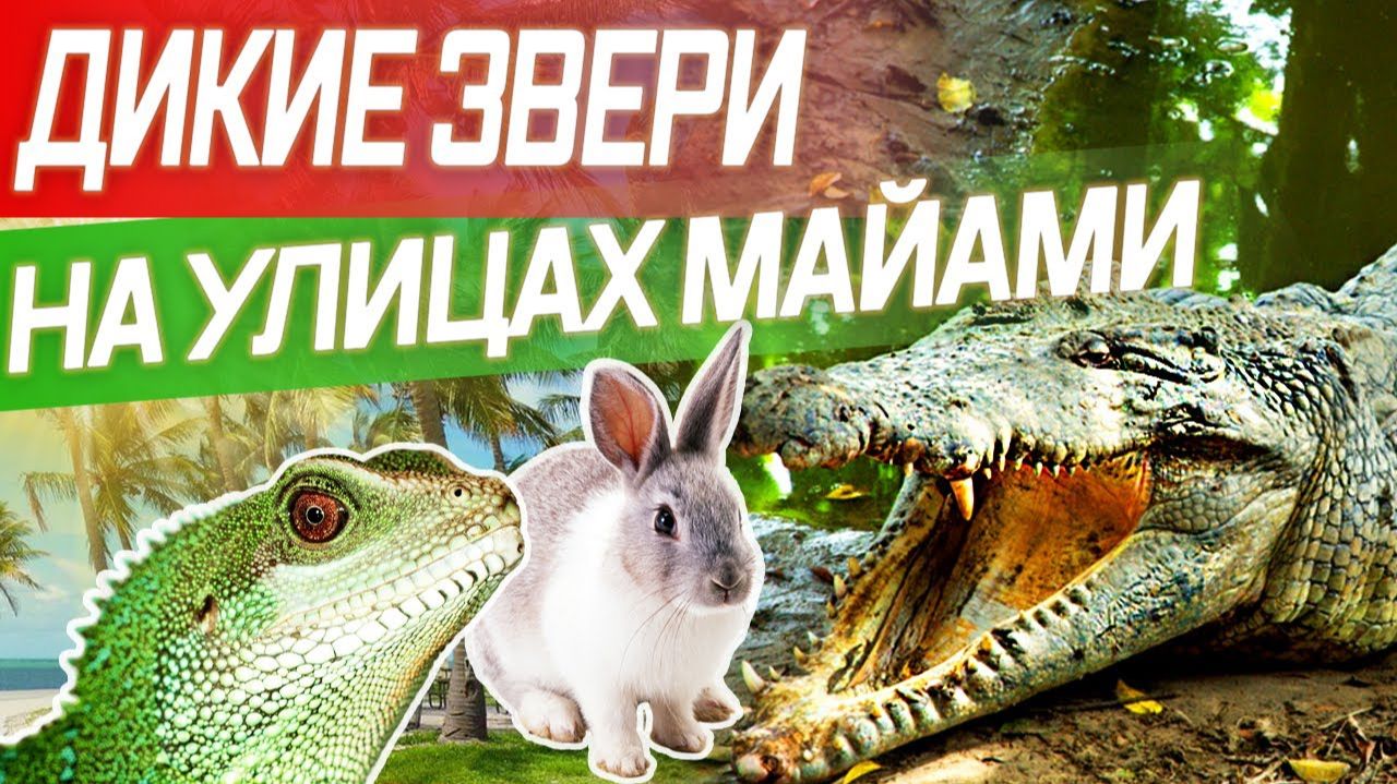 Все серии ! / Опасные районы / Крокодилы на улицах Майами / Как выйти из дома и выжить? смотреть онлайн