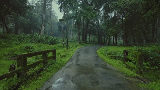 🇮🇳 Пуямкутти, Индия - спокойная прогулка под дождем по лесной дороге смотреть онлайн