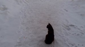 Котик Тишка на улице.