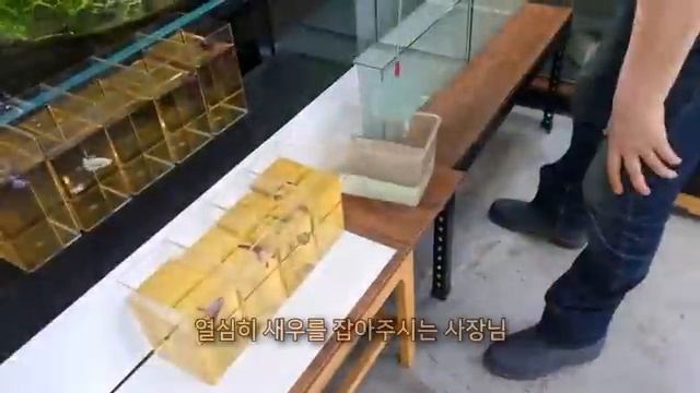 Как вырастить стрекозу и подружиться с ней? смотреть онлайн