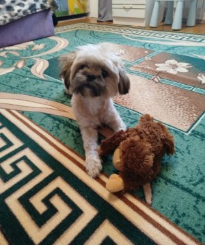 Мои собачки❤️😜