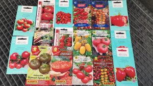 Определились с семенами томатов на 2026 год для теплицы только самые лучшие!