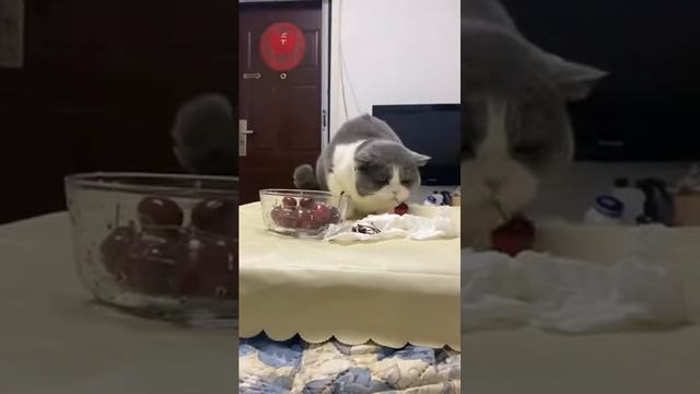 186 Самые смешные животные. Приколы с котами и собаками
