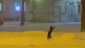 Юг России накрыли мощные снегопады