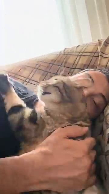 Смешные животные. Лучшее за неделю. смотреть онлайн