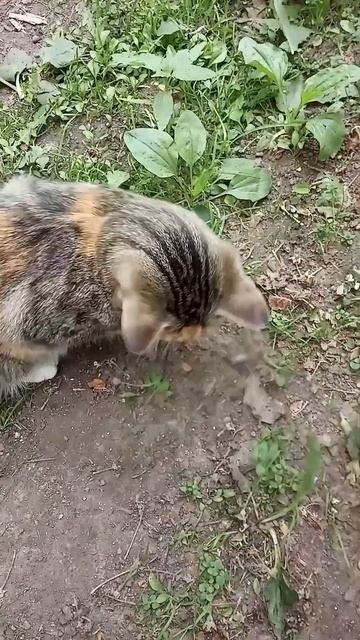 Сколько кисок насчитали? смотреть онлайн