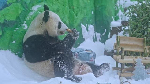 Новогоднее поздравление !!! смотреть онлайн