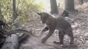 Рысь убивает Гремучую змею во время боя