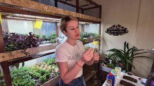 ПЕРВАЯ ПОДКОРМКА РАССАДЫ ЦВЕТОВ.2026