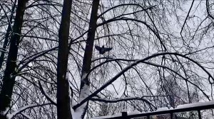 Вдоль изгороди