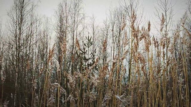 Тяжёлая снежная радиоуправляемая гонка Crossrc EMO XL Bison 6WD смотреть онлайн