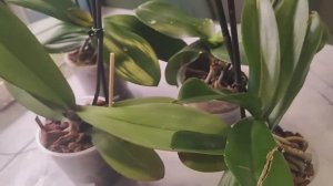 #151 ОрхоVLOG 4 биглипа с одной посылки спустя время.