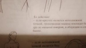 Тазово-Вертлужная мышца.