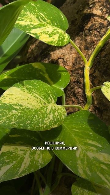 Комнатные растения в живой природе смотреть онлайн