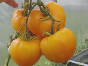 Каталог томатов на 2026 год.  Новинок 2025 года. Часть 9.  т. 89229284031