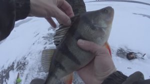 ЭТИ МОНСТРЫ НЕ ЛЕЗУТ В ЛУНКУ... ЛОВЯТ НЕ ВСЕ, КАПРИЗНАЯ РЫБА БАСТУЕТ...