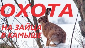 ОХОТА НА ЗАЙЦА В КАМЫШЕ