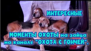 ИНТЕРЕСНЫЕ МОМЕНТЫ ОХОТЫ на зайца на канале "ОХОТА С ГОНЧЕЙ".#охотасгончей #собака #топ #hunting
