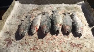 улов форели