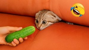 Приколы с котами! Смешные коты! С ОЗВУЧКОЙ! СМЕШНЫЕ ЖИВОТНЫЕ 2026! Тест на психику!