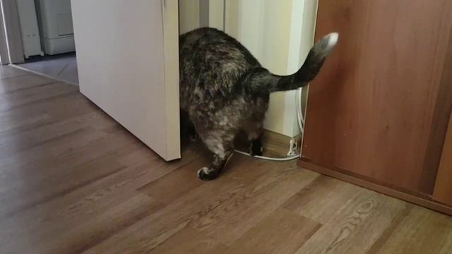 Леся и Сёма - Поисковик смотреть онлайн