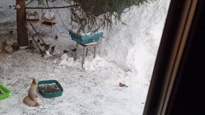 обед у белок