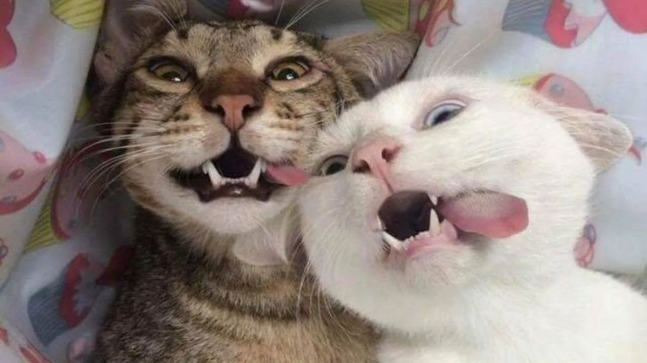 ПРИКОЛЫ С ЖИВОТНЫМИ😺🐶 | СМЕШНЫЕ КОТЫ и СОБАКИ😂 смотреть онлайн