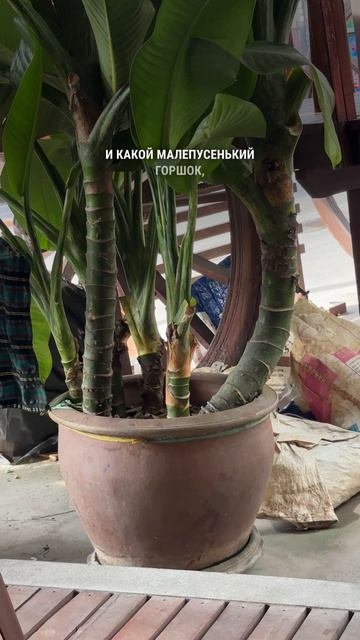 Горшок под корневую систему смотреть онлайн