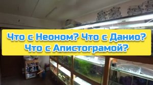 Что с Неоном? Что с Данио? Что с Апистограмой?