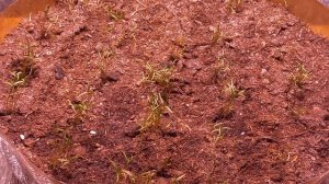 БЛАГОПРИЯТНЫЕ СОРТА УКРОПА.