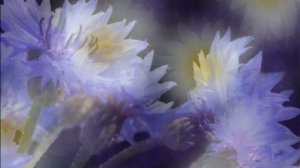 ЦВЕЛА НА ПОЛЕ НЕЗАБУДКА   Вера Капустина