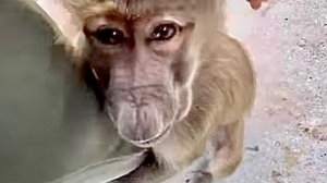 Люся с девчонками не хотят играть со Степой и он прижимается к моим ногам и жалуется)))