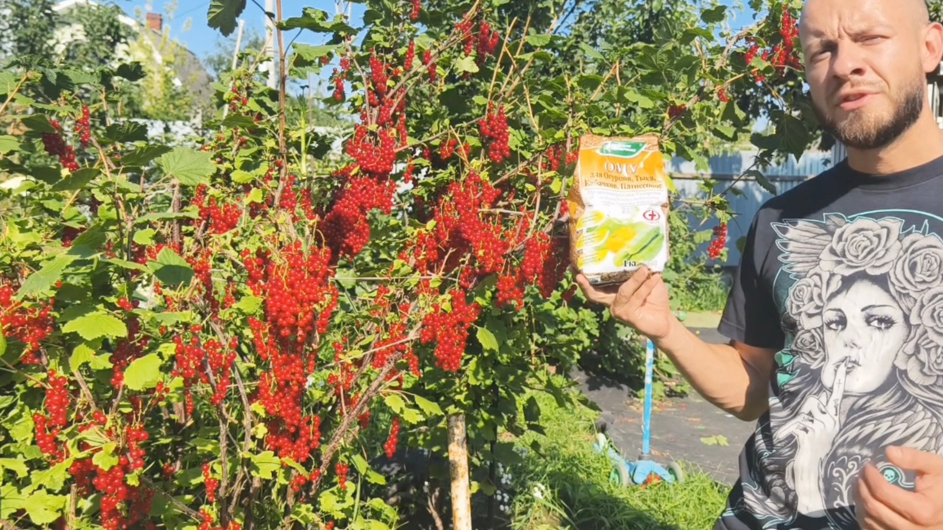 Красная смородина