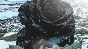 symbiont - холод