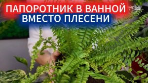 ПАПОРОТНИК(НЕФРОЛЕПИС) ВМЕСТО ПЛЕСЕНИ В ВАННОЙ. КАКИЕ РАСТЕНИЯ МОЖНО ВЫРАСТИТЬ В ВАННОЙ БЕЗ ОКНА