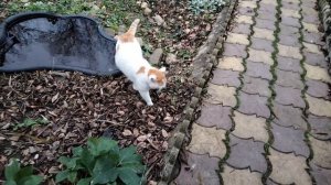 Будни кота Степы.