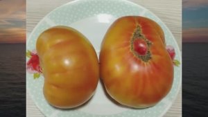 Каталог томатов на 2026 год.  Новинки 2025 года. Часть 2. г. Киров