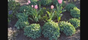 Мои круглые клумбы!