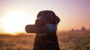 Тренировка с лабрадором. Видимая подача, без забросчика