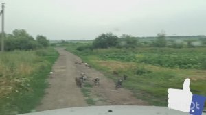 Около Базы Отдыха Кроптово КАБАНЯТА, 09.07.2023.