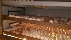ИНКУБАТОР В ДОМАШНИХ УСЛОВИЯХ НА 200 И БОЛЕЕ ЯИЦ+