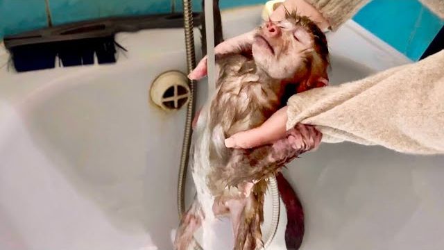 ОБХОХОЧЕШЬСЯ! Вы еще не видели, чтобы Анфиса ТАК КУПАЛАСЬ!)) смотреть онлайн