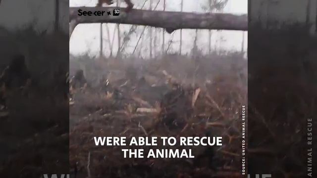 Орангутан пытается предотвратить вырубку деревьев смотреть онлайн