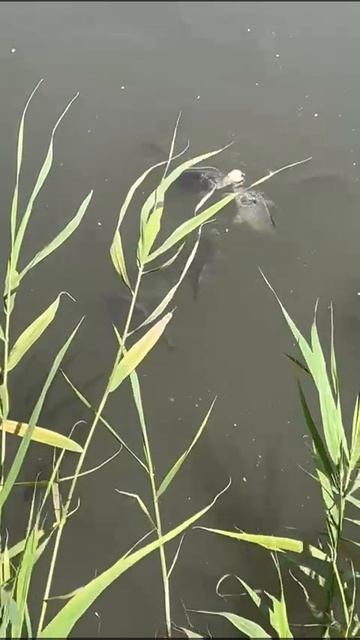 Обед смотреть онлайн