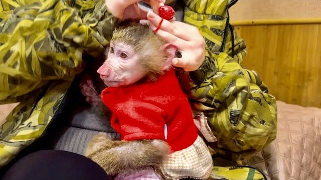 Анфиса и Финик ПРИНАРЯДИЛИСЬ и готовы к ПЕРЕЕЗДУ! смотреть онлайн