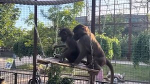 Люська в РЕЛАКСЕ, а Маня принимает разные расслабляющие позы, чтобы я обратила на нее внимание)